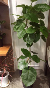 植物医者